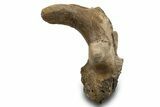 Hadrosaur (Edmontosaurus) Cervical Vertebra - Montana #319283-6
